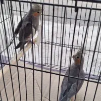 عروس هلندی۳ماهه نروماده