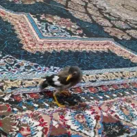 مینا فروشی حرف میزن