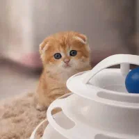 مجموعه گربه میوهاپ ( بریتیش/پرشین/اسکاتیش)