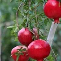 باغ انار فروشی