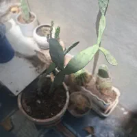 گیاه کاکتوس