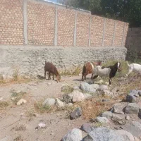 بزغاله پاکستانی نر بفروش میرسد