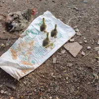 بچه غاز ۵روزه