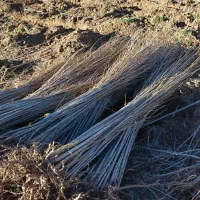 نهال صنوبر نیکرا