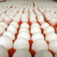 پخش تخم مرغ کارتنی