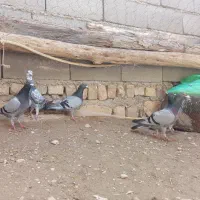 کبوتر سبز پرشی