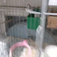 چند جفت فنج مولدجوان قفسی