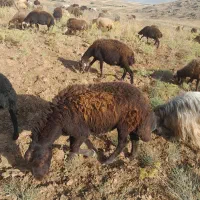 قوچ|حیوانات مزرعه|خاوه, |دیوار