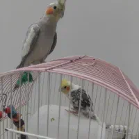 عروس هلندی نر وماده