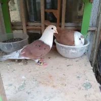 ۳ جفت کفتر با قفس چهار طبقه