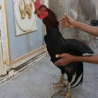 خروس لاری