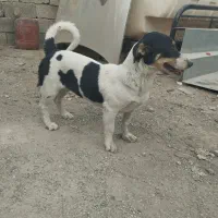 واگذری سگ خونگی