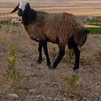 فروش یک راس قوچ اصیل نژاد شال