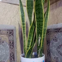 گل سانسوریا