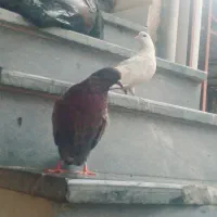 کبوتر پرشی