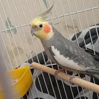 عروس هلندی نر سینامون کاملا سالم پر صاف