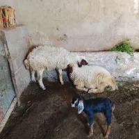 بره نره