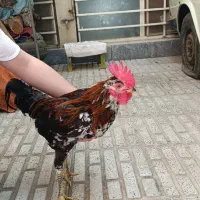 خروس گلین