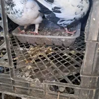 کبوتر|پرنده|زنجان, |دیوار