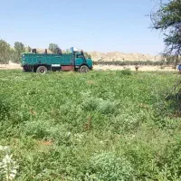 اجاره زمین آبی جهت کشت گوجه