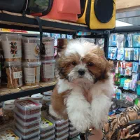 توله شیتزو فلت قیمت