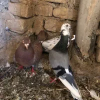 پرنده کفتر