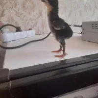 جوجه لاری اوشامو