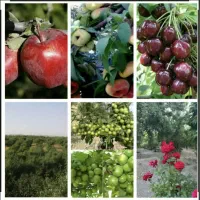 باغ میوه 2000 متری سند تک برگ