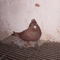 سرخ