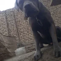 کن کرسو جهت کشش
