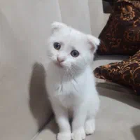 توله گربه اسکاتیش