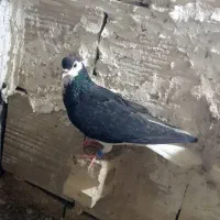 کفترساده سیاه پلاک به پا نر