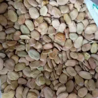 باقالی سوریه درجه یک‌ طارم