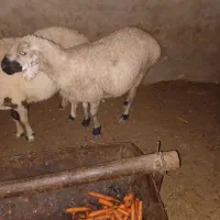 میش چاق