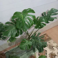 برگ انجیری مانسترا