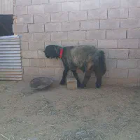 بره قوچی قنقر زنگ