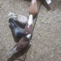 کفتر پرشی