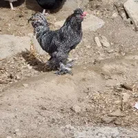 انواع خروس زینتی و زیر مرغی مخصوص کشتار و نگهداری