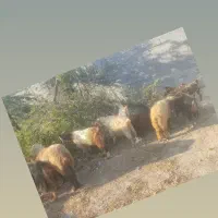 کهره چاق و سر حال