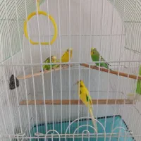 ۴ عدد مرغ عشق