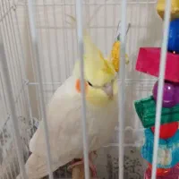 فروش عروس هلندی نر
