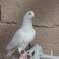کبوتر
