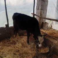 لیشه دورگ سیمنتال ناف دار