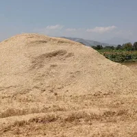 کاه گندم