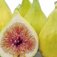 انجیر تازه