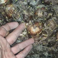 فروش پیاز گل نرگس شهلا