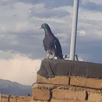 کبوتر|پرنده|نیشابور, گنبد سبز|دیوار