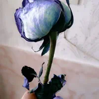 جمع اوری
