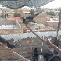 کبوتر پرشی