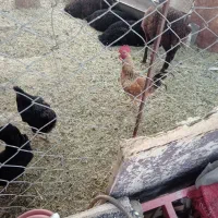 مرغ وخروس